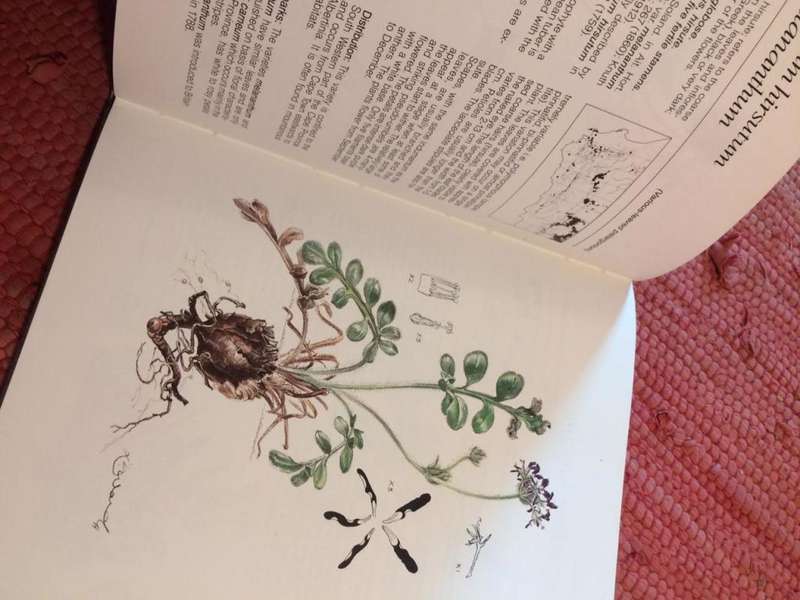 Pelargoniums of Southern Africa - JJA van der Walt (1977 1st Edition HARDCOVER)