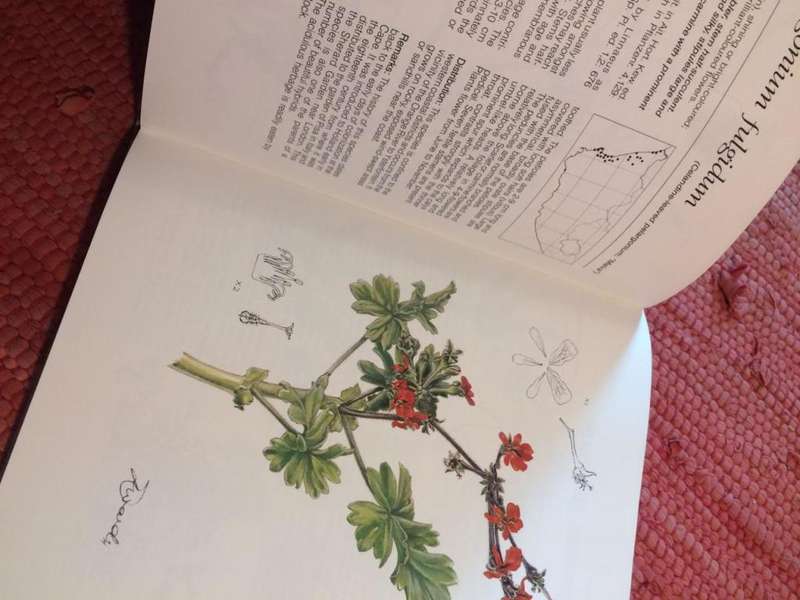 Pelargoniums of Southern Africa - JJA van der Walt (1977 1st Edition HARDCOVER)
