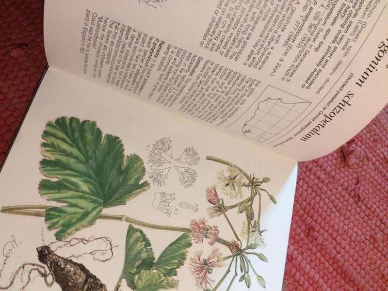 Pelargoniums of Southern Africa - JJA van der Walt (1977 1st Edition HARDCOVER)