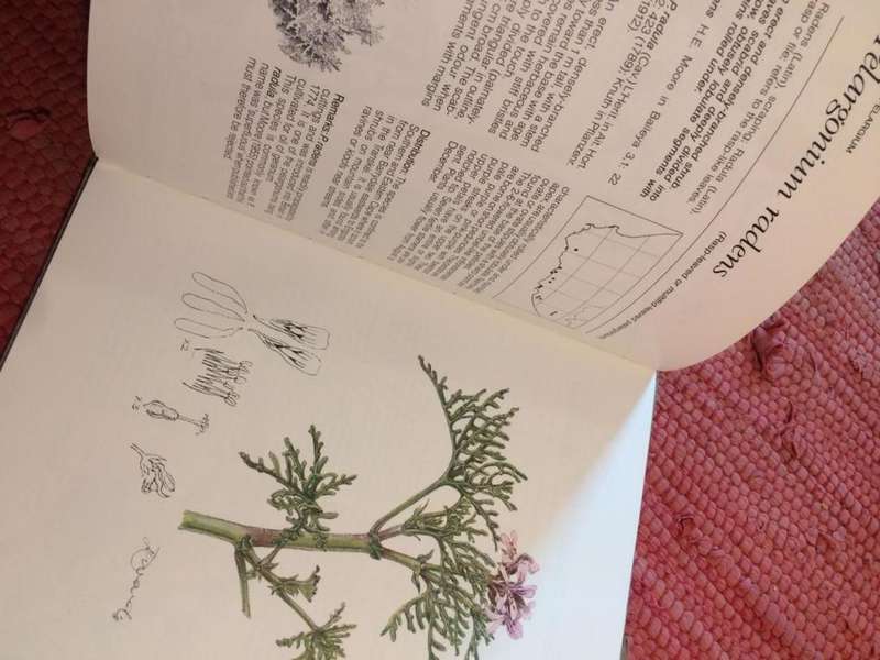Pelargoniums of Southern Africa - JJA van der Walt (1977 1st Edition HARDCOVER)
