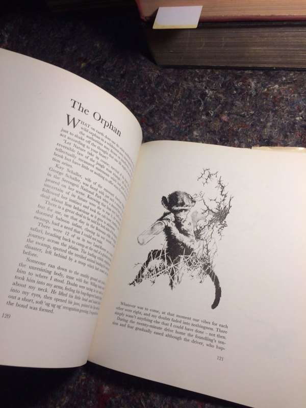 In the Wild - Sue Hart & Leigh Voigt (1974 1st Edition Hardcover RARE)