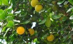 Kei Apple Seeds