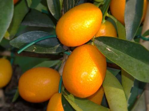 Kumquat tree cuttings