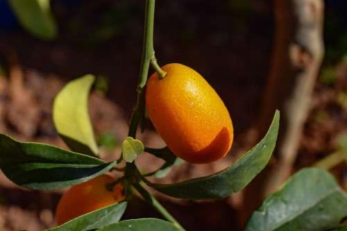 Kumquat tree cuttings
