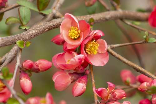 Japanese Flowering Quince