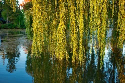 Weeping Willow Cuttings