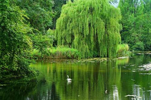 Weeping Willow Cuttings