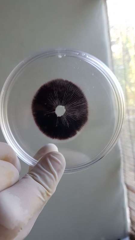 P. Cubensis Spore Prints