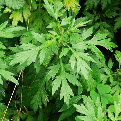 Mugwort Plants R100 each