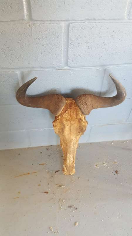 ORIGINAL AFRICAN BLUE WILDEBEEST SKULL & LARGE HORNS *55cm& 3,709KG*  TO MAKE TROPHY **RARE / OLD**.