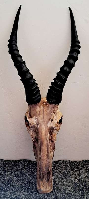 ORIGINAL AFRICAN CAPE BLES-BUCK LARGE HORNS TO MAKE TROPHY **.
