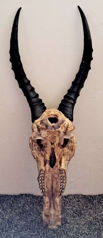 ORIGINAL AFRICAN CAPE BLES-BUCK LARGE HORNS TO MAKE TROPHY **.