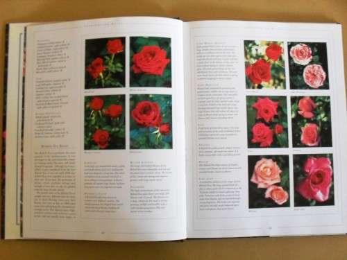 Roses, Esther Geldenhuys