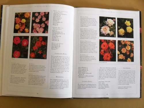 Roses, Esther Geldenhuys