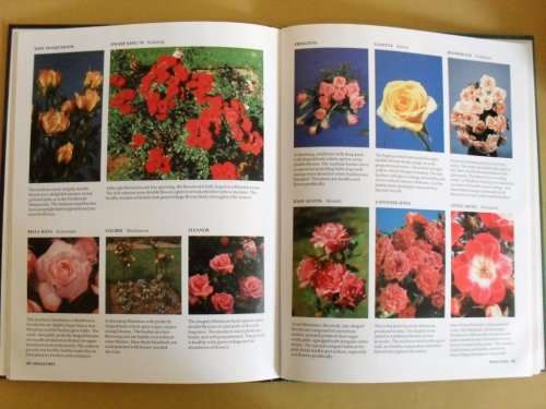 Rose Growing in South Africa, Zoë Gilbert