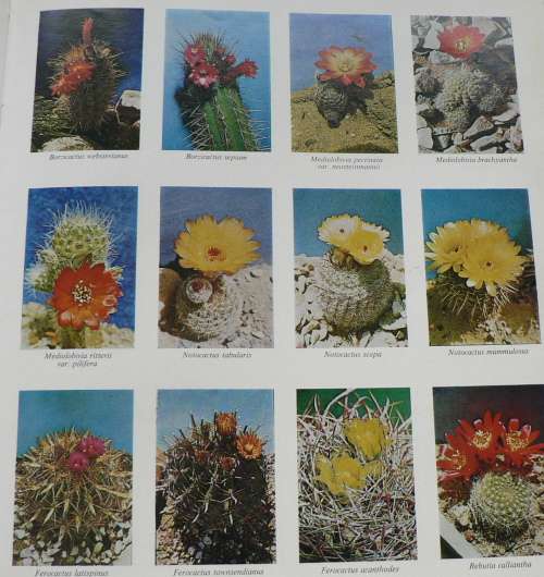 Cacti in Southern Africa by Rolf Rawe