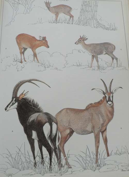 The mammals of the Southern African subregion by Reay H.N. Smithers, colour plates by Clare Abbott