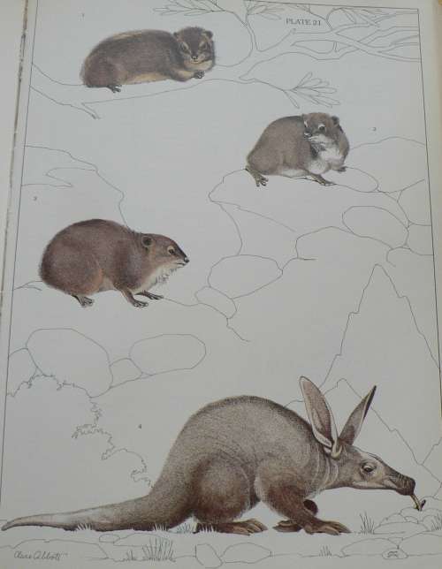 The mammals of the Southern African subregion by Reay H.N. Smithers, colour plates by Clare Abbott