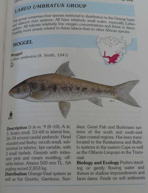 A Complete guide to the freshwater fishes of Southern Africa by Paul Skelton