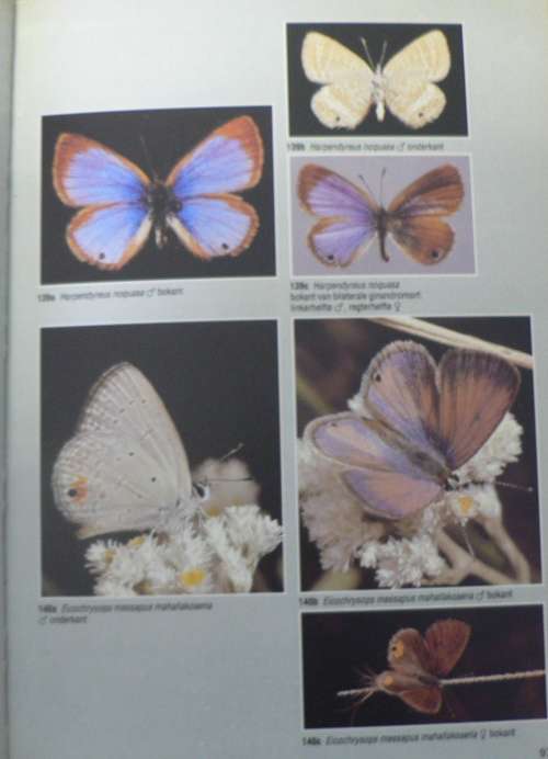 2 X Skoenlapper gidse in Afrikaans(butterflies)