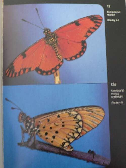 2 X Skoenlapper gidse in Afrikaans(butterflies)