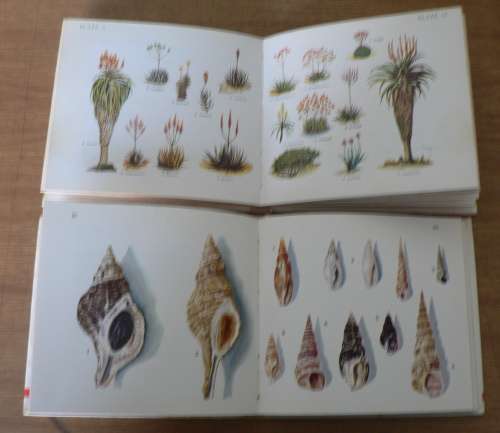 2 x South African nature books