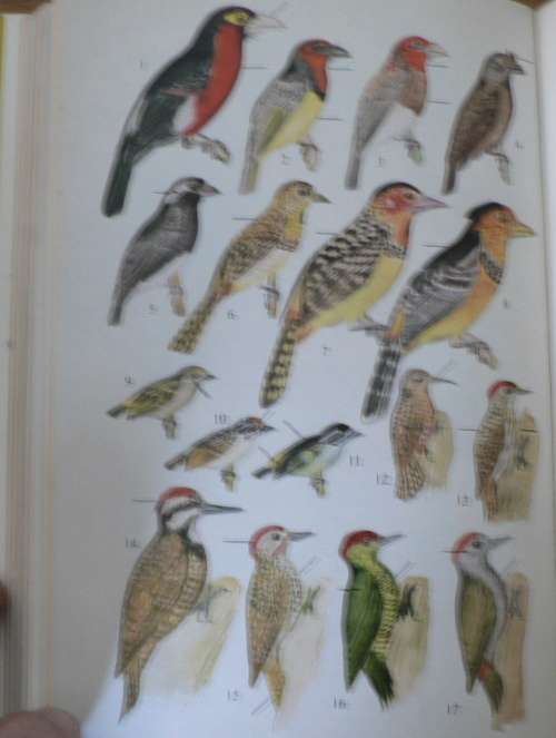 A field guide to the birds of East and Central Africa by J.G. Williams