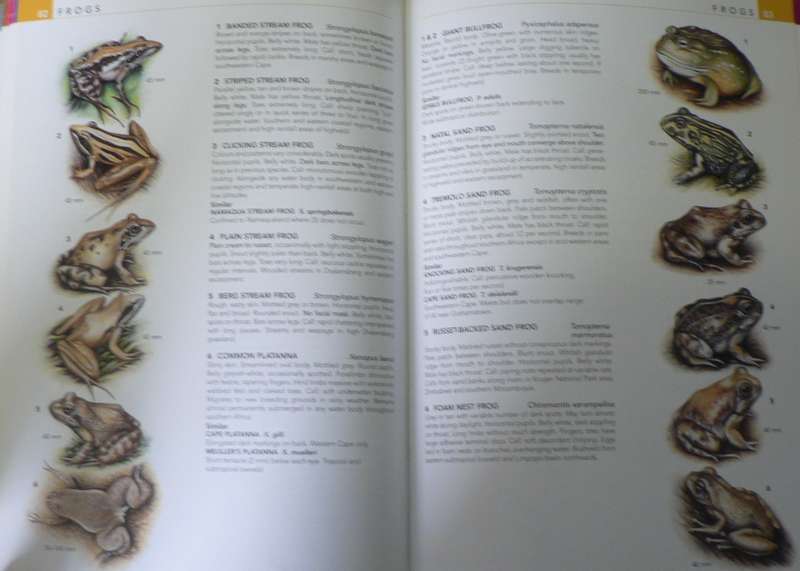 The wildlife of Southern Africa  by various(comprehensive South African nature guide)