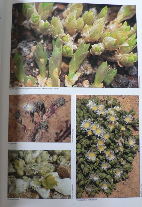 Mesembs of the world by van Wyk and others(succulents/vetplante)