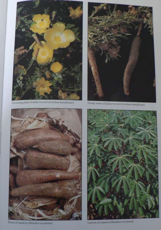People`s Plants by van Wyk and Gericke