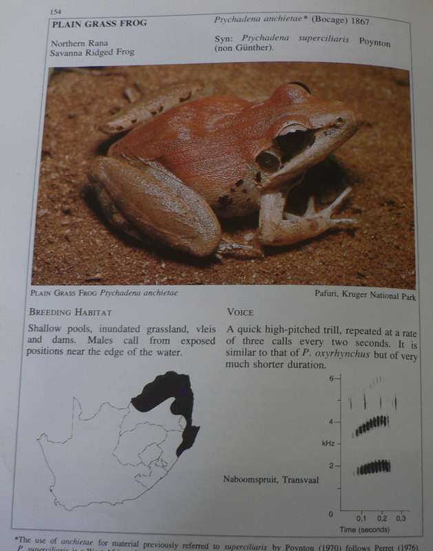Frogs of South Africa  by Vincint A. Wager