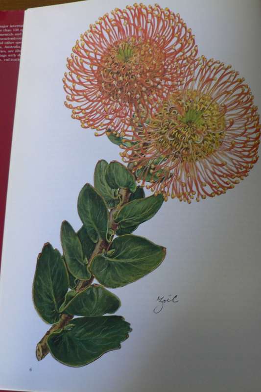 Proteas of the world by Matthews and Carter