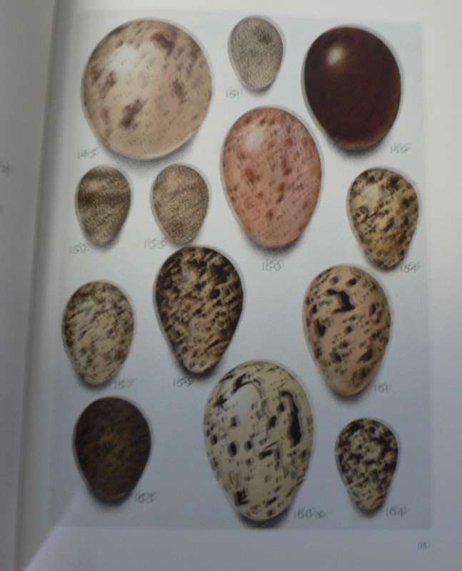 Priest's eggs of Southern African Birds(Southern African nature book)