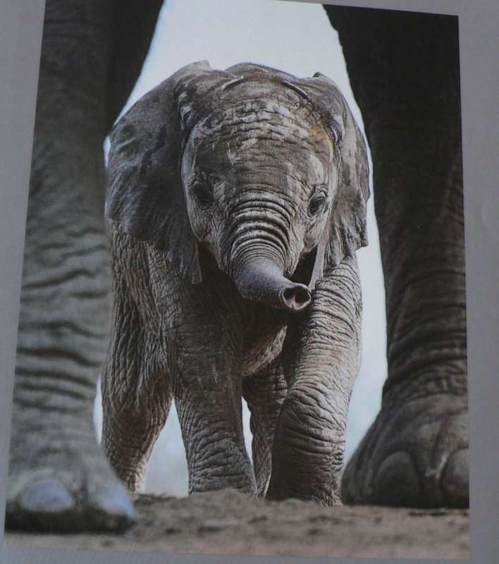 The Big Seven, adventures in search of Africa's iconic species(signed)