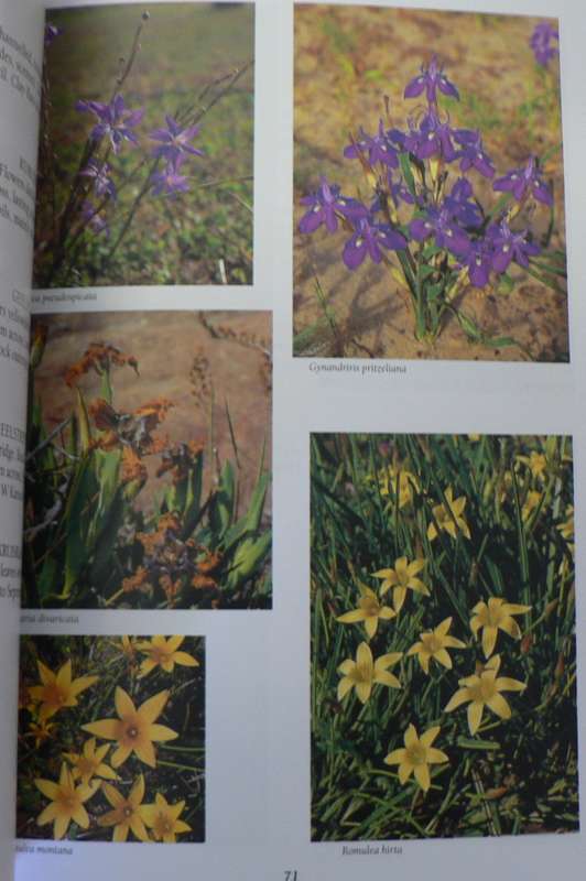 Niewoudtville, Bokkeveld Plateau and Hantam, SA wild flower guide 9)