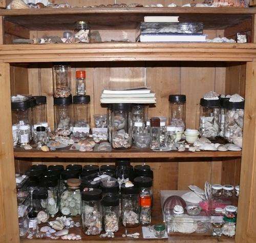 Sea Shell collection, large collection of categorised shells.