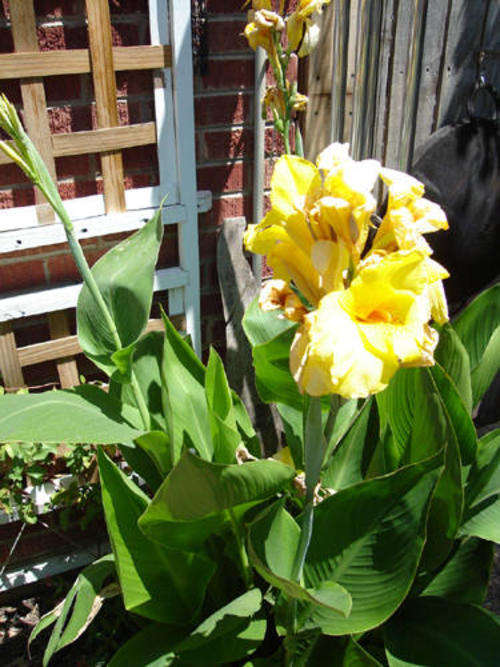 Yellow Cannas