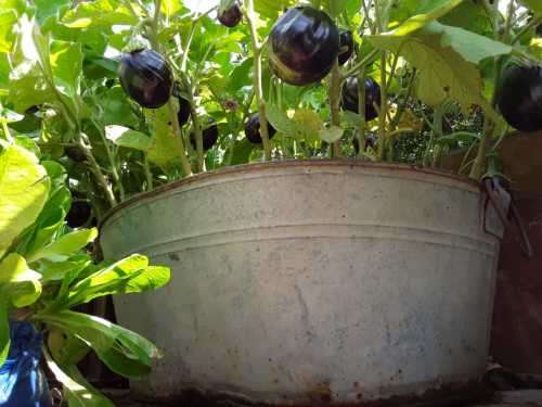 AWESOME!! 10 Vintage GALVANIZED Large TUBS ~ Crazy R1!