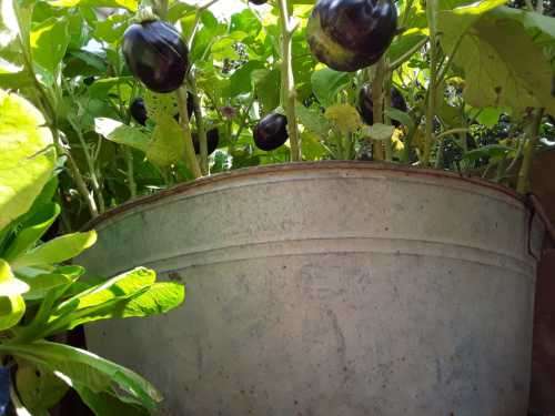 AWESOME!! 10 Vintage GALVANIZED Large TUBS ~ Crazy R1!