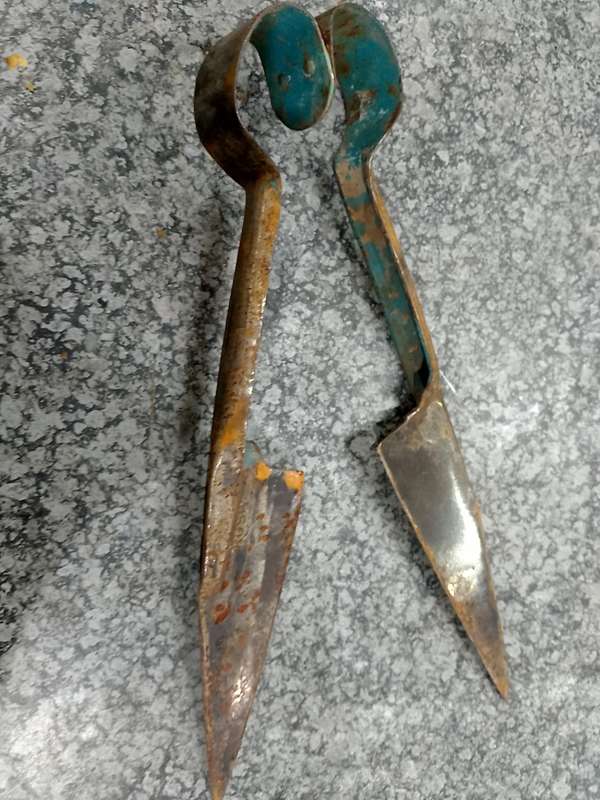 SHEEP SHEAR SCISSORS