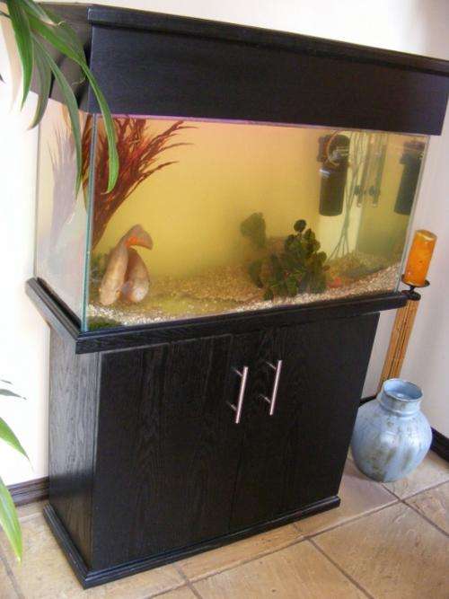 Aquarium and Oscar Fish