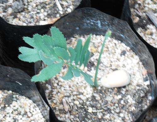 15 Month Old Encephalartos Cupidus