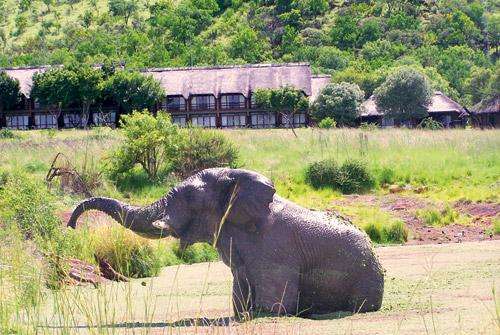 Bakubung Lodge accommodation rental in Pilansberg: 1 - 8 Dec 17