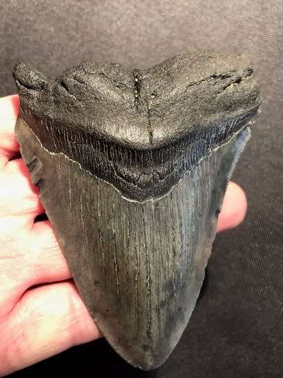 Fossil shark tooth Carcharodon Megalodon Great white shark.  109 mm = 10.9 cm