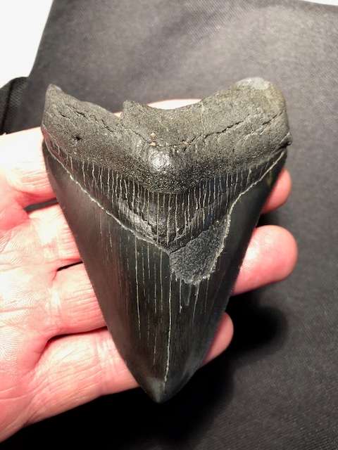 Fossil shark tooth Carcharodon Megalodon Great white shark.  107 mm = 10.7 cm