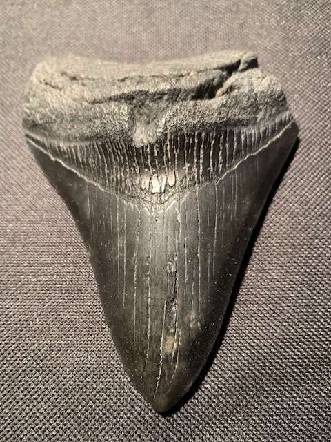 Fossil shark tooth Carcharodon Megalodon Great white shark.  10.9cm