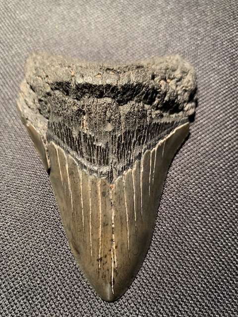 Fossil shark tooth Carcharodon Megalodon Great white shark.  9.4 cm