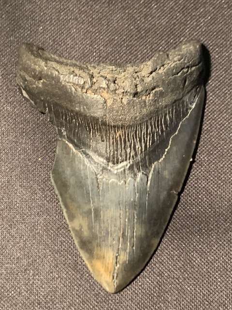 Fossil shark tooth Carcharodon Megalodon Great white shark.  11.6 cm