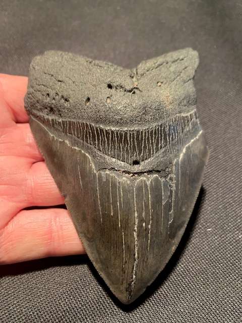 Fossil shark tooth Carcharodon Megalodon Great white shark.  122.4 mm = 12.2 cm