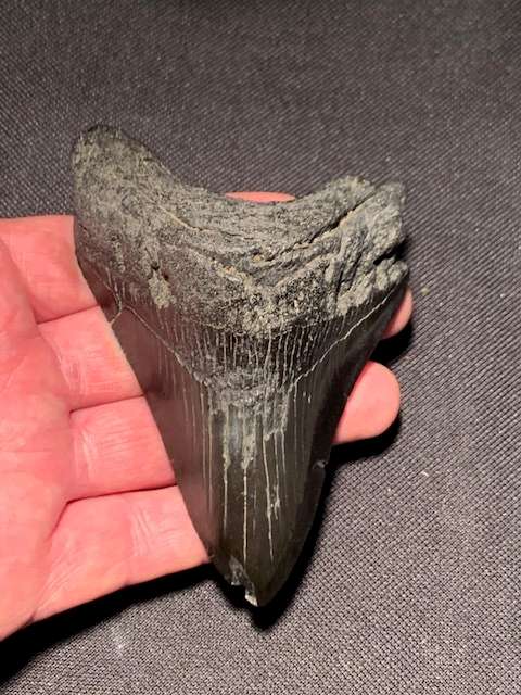 Fossil shark tooth Carcharodon Megalodon Great white shark.  11.7 cm